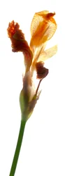 Iris jaune, 2011